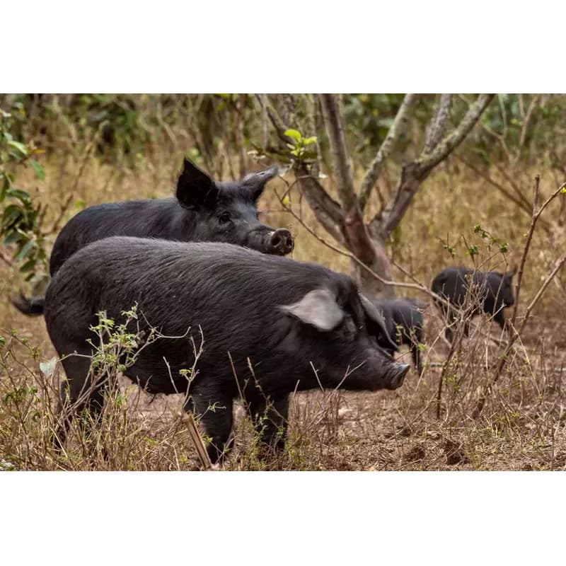 Cerdos criollos Congo de Santander sin jaulas en pastoreo controlado — Chonchos De La Montaña